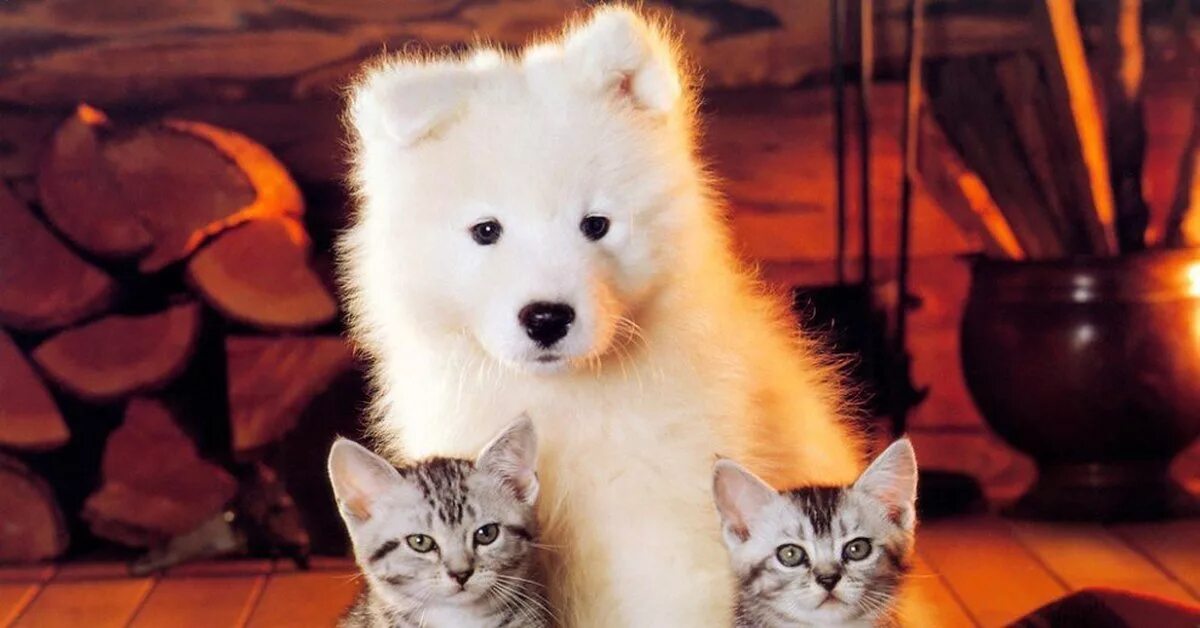 Вредляндия кошечки собачки милые песни. Кошечки собачки кораблик. Щенок и котенок. Котики собачки. Дневники с собаками и кошками.
