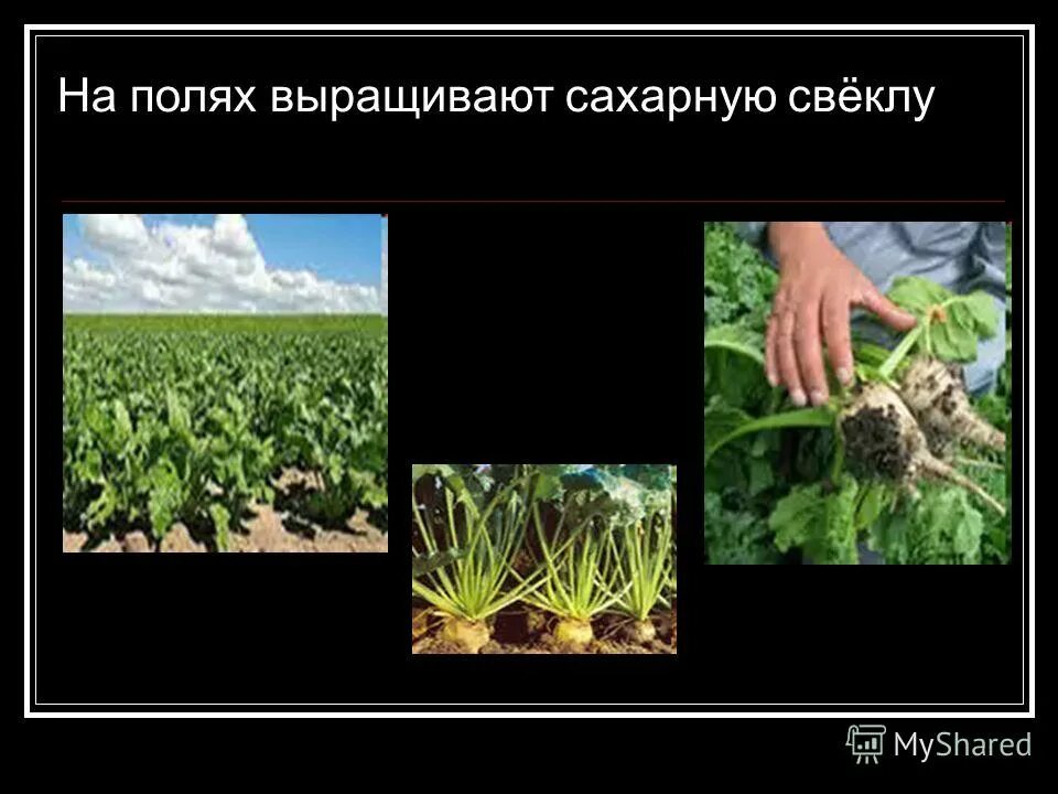 В каком регионе выращивают сахарную свеклу. Сахарная свекла презентация. сахарная свекла условия выращивания. сахарная свёкла где выращивают. посадить сахарную свеклу.