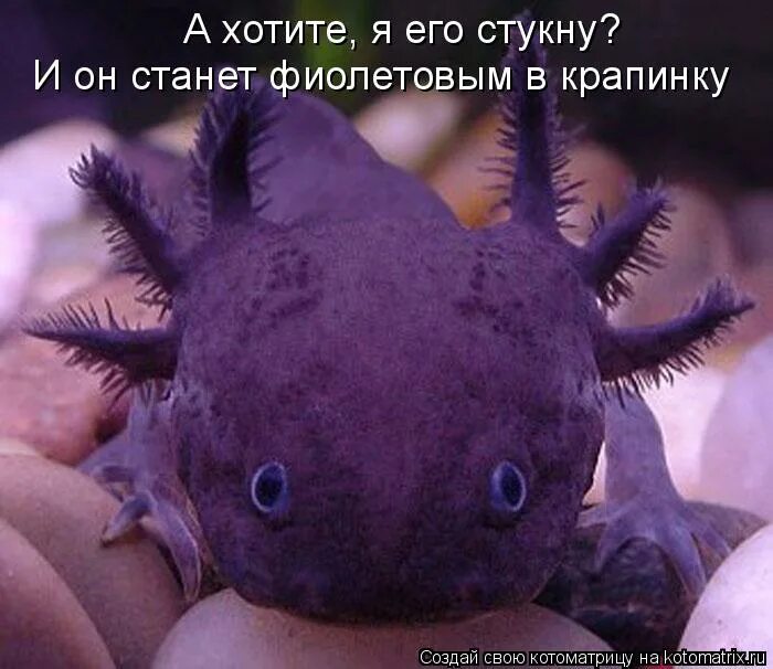 Тритон аксолотль. Амбистома и аксолотль. Рыба лунтик аксолотль. Лунтик животное как называется. Амфибия аксолотль.