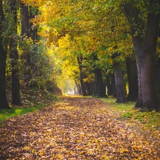 Парк листва