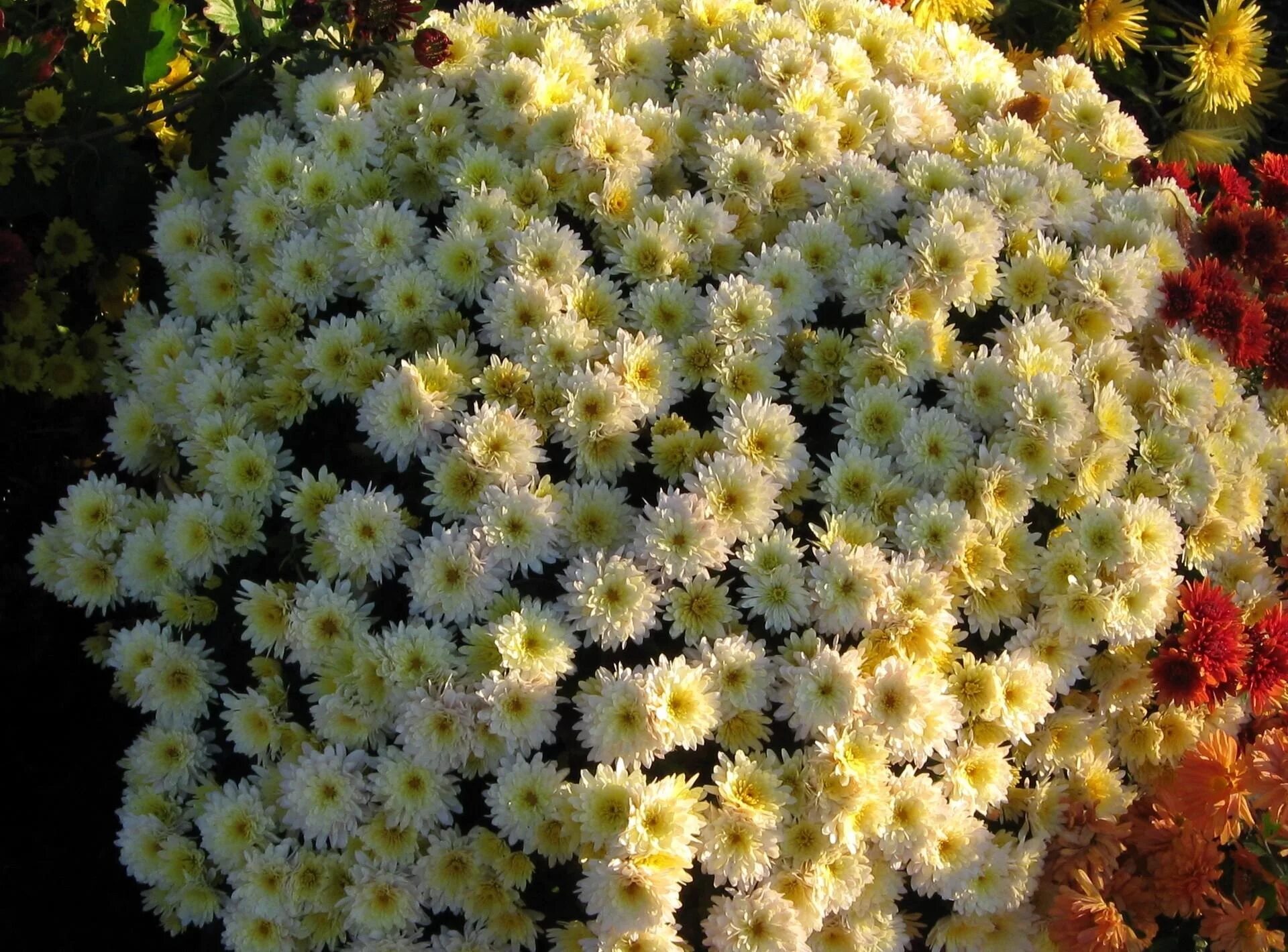 Mums flowers. Хризантема мультифлора. Хризантема мелкоцветковая. Хризантема Арктическая почвопокровная. Хризантема мультифлора Маргаритка.