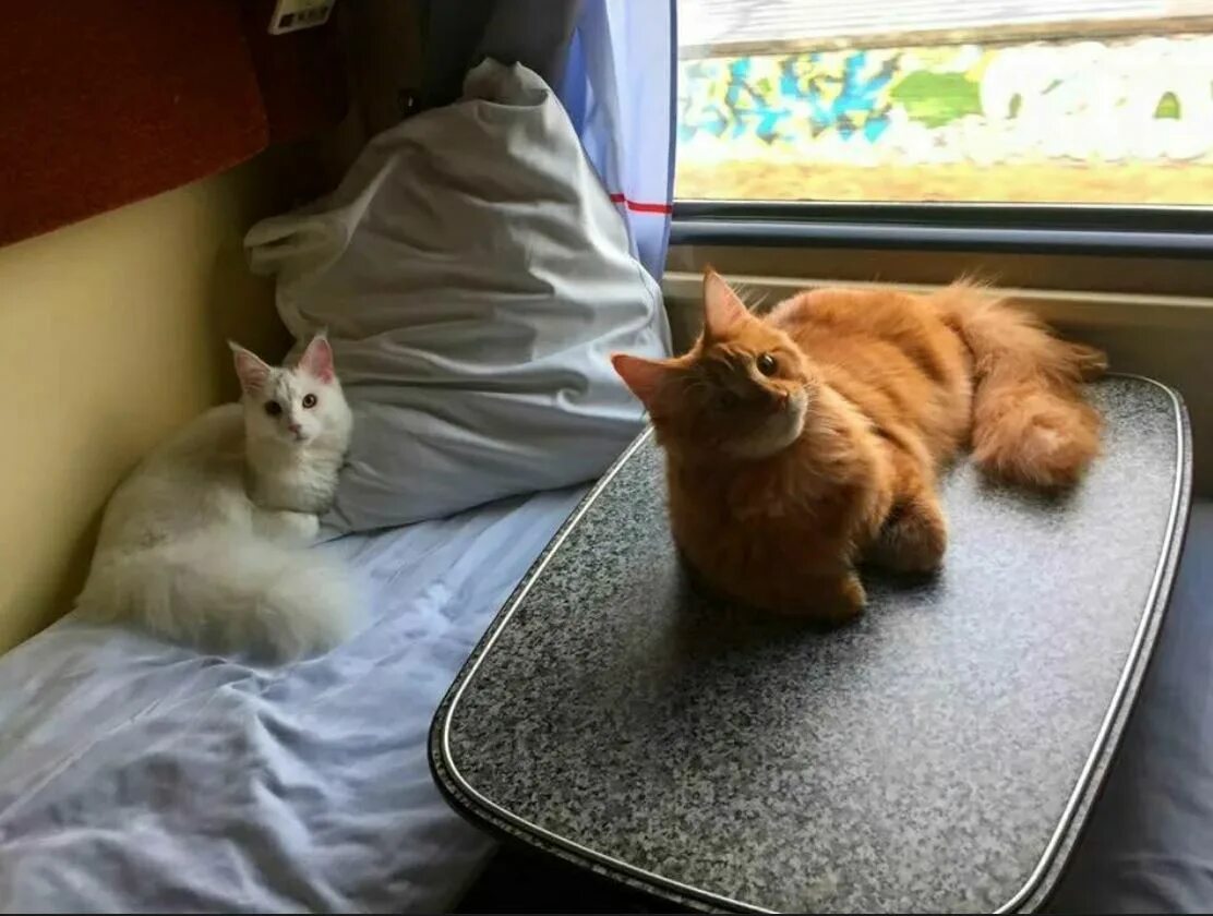 Животные в поезде. Котик в поезде. Домашние животные в поезде. Кот едет в поезде. Животный ж д