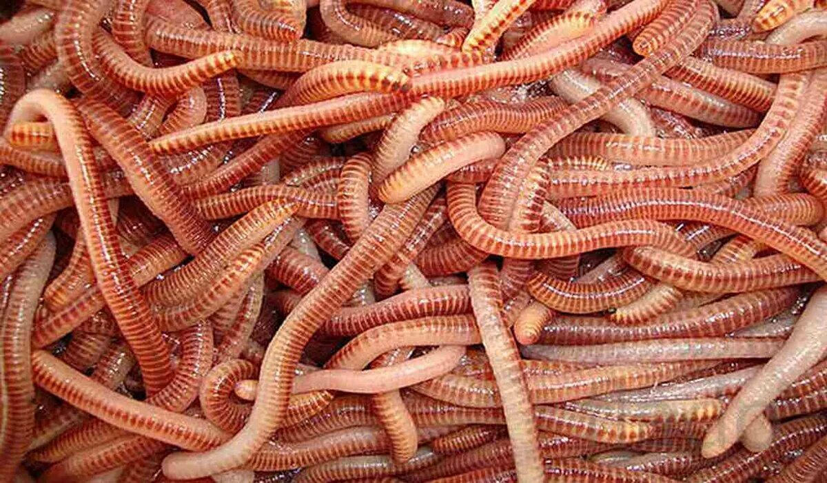 Много червей среди которых. Калифорнийский червь навозный червь. Кольчатые черви Дендробена.