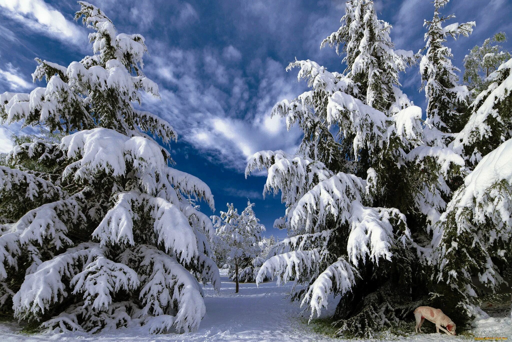 Фотография зимняя сказка. Зимняя природа. зима в лесу. сказочный зимний лес. красивая зима.