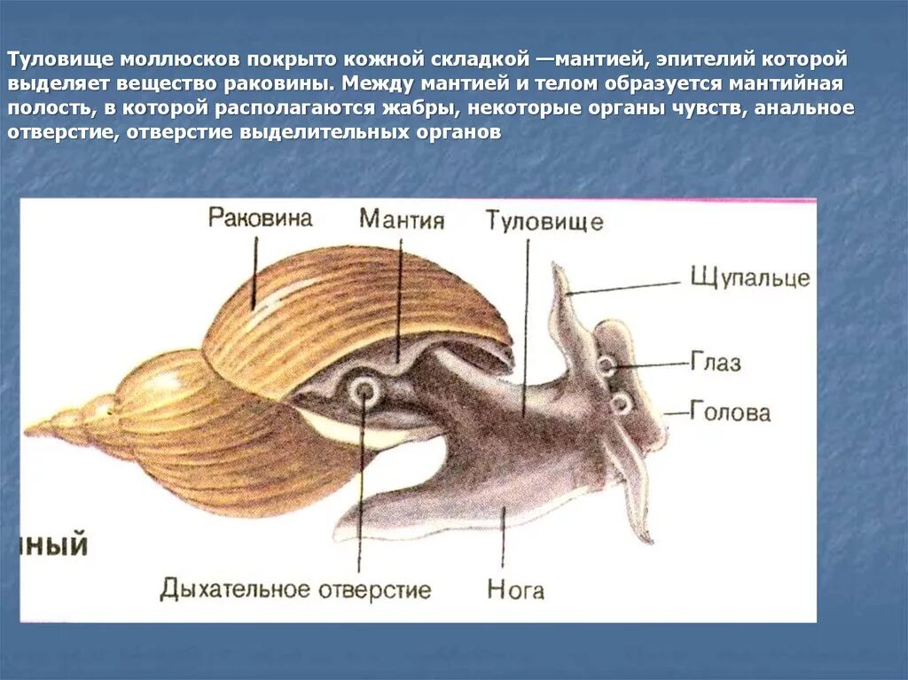 Брюхоногие моллюски мантийная полость. Мантийная полость у моллюсков. Опорнодвигательная система малюска брюхоногие. Строение моллюсков брюхоногих раковина мантия. Полость тела моллюсков вторичная