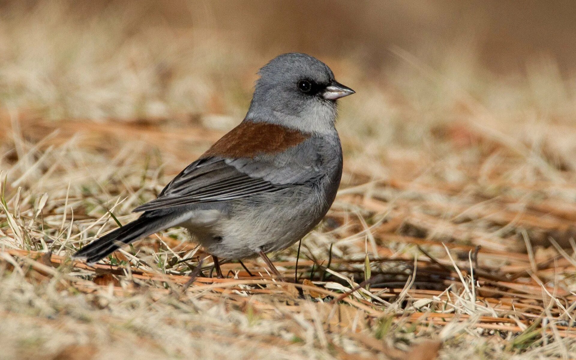 Серая мухоловка птица. Серая птичка ленинградской области. Маленькая коричнево серая. Серо коричневая птица. Серая мухоловка птенец.