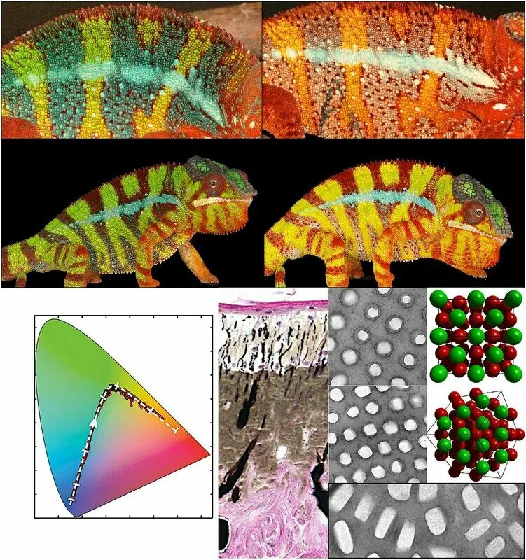 Строение хамелеона. Хроматофоры хамелеона. Хамелеон меняет цвет хроматофоры клетки. Кожа хамелеона под микроскопом. Изменение окраса хамелеона.