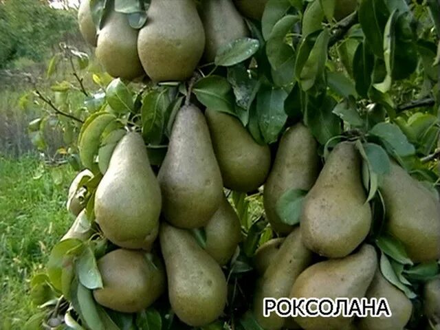 Груша Парижанка купить в интернет магазине в Минске с доставкой по Беларуси почт