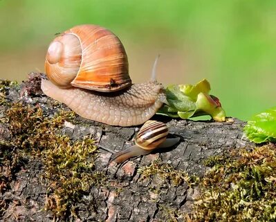 Садовая, улитка (Helix pomatia).