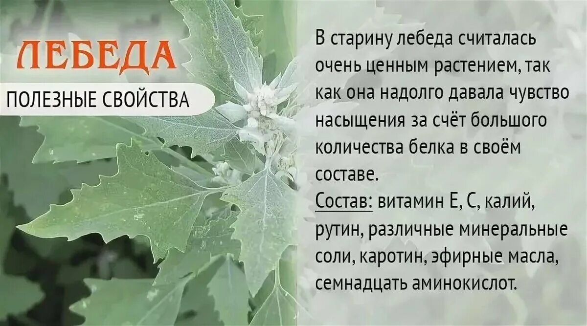 Лебеда (atriplex). Мокрица трава лечебные. Лебеда описание. Лебеда марь-белая растение. Лебеда растение польза и вред.