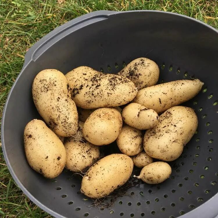 Седек картофель лада f1. Картофель сорт ирбитский. Сорт картофеля горняк характеристика. Классификация семенного картофеля. Сорт молли картофель.