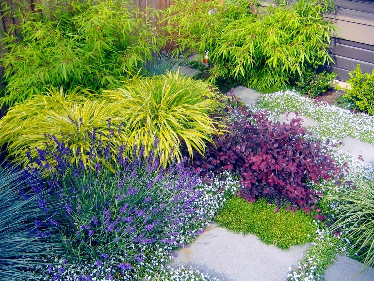 5 raisons de choisir les graminées Red fountain grass, Fountain grass, Ornamenta
