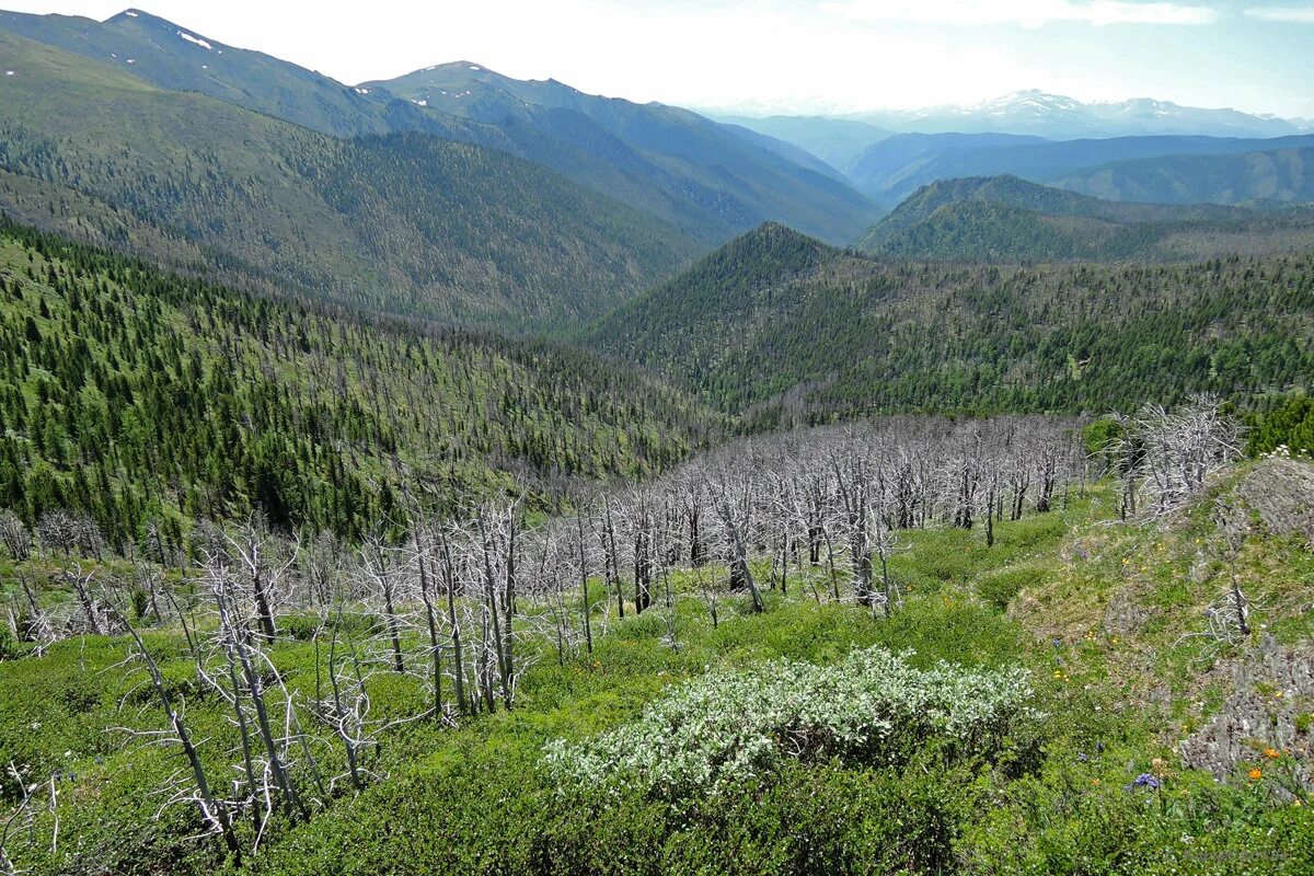 леса республики хакасия. высадка деревьев в лесу. поселок копьево республика хакасия. министерство лесного хозяйства республики хакасия. лесничества хакасии.