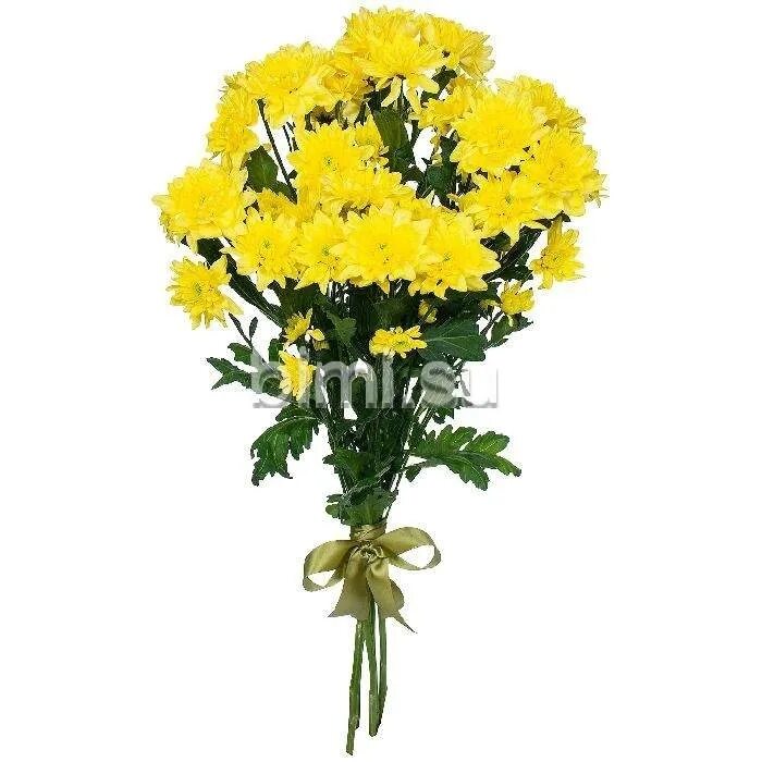 3 хризантемы букет. Букет из трех хризантем. Ромашковидные хризантемы букет. Букет из трех хризантем. Кустовая хризантема папоротник букет.