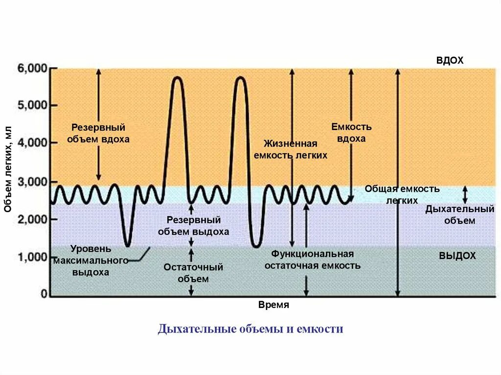 Внешнее дыхание объемы. Резервный выдох. Дыхательный объем ивл. Резервный объем выдоха (ровыд). Дыхательные объемы и емкости легких.