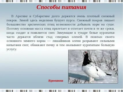 Чем питаются птицы в арктических пустынях