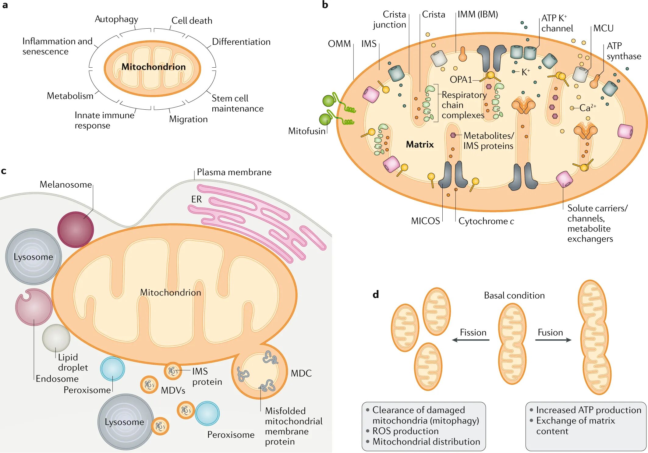 Mitochondrial Fusion. Molecular Cell Biology. Mitochondrial function. Mitochondrial Fusion opa1.