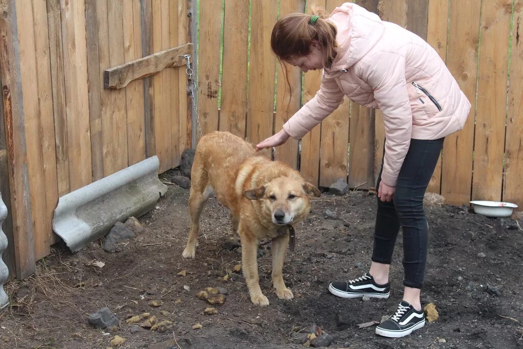 Приют доброе сердце Хабаровск. Доброе сердце приют для собак Пермь. Приют доброе сердце Южно-Сахалинск. Приют доброе сердце Семенов. Добро приют сайт