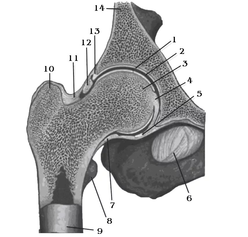 Связка головки. Вертлужная кость тазобедренного сустава. Вертлужная губа тазобедренного сустава анатомия. Вертлужная впадина тазобедренного сустава анатомия. Кости тазобедренного сустава анатомия.
