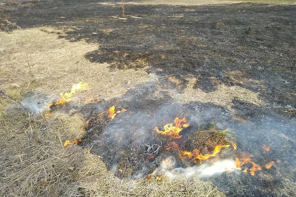 Горящее поле. Сгоревшее поле. Сжигание стерни. Горение поля. Сгоревший желтый