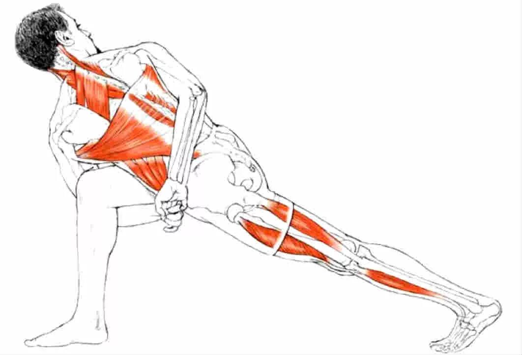 Ромбовидная мышца спины упражнения. Паривритта Паршваконасана. Уттхита Паршваконасана. Паривритта Сарпасана. Паривритта Паршваконасана мышцы.