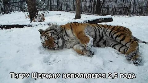 Шерхан в тайгане