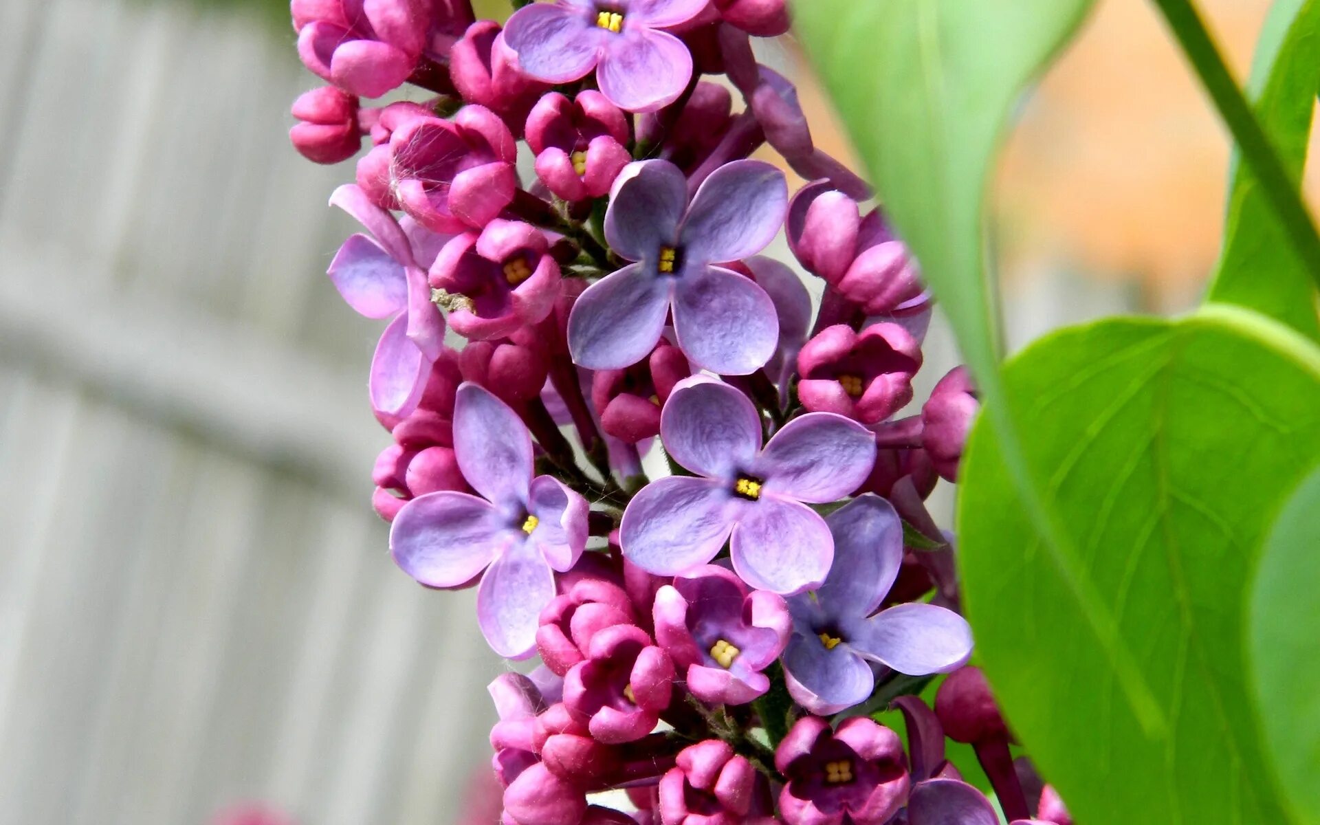 Майский цвет. Весенний букет ландыши сирень. Цветы майя. Цветы майя. Цветы майя.
