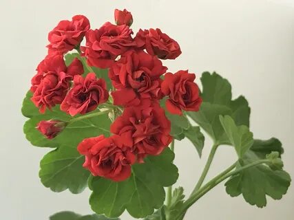 Царская невеста пеларгония