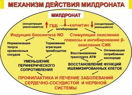 Милдронат действие