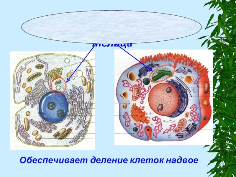 Обеспечивает деление клетки. Жизнедеятельность животной клетки. Клеточный центр деление. Деление клеток обеспечивает организму