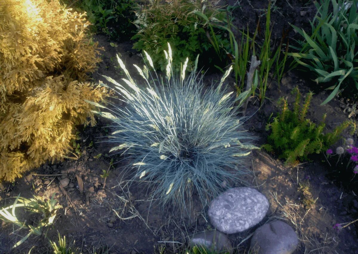 Овсяница фестука сизая. Овсяница выращивание. Овсяница сизая варна. Овсяница выращивание. Овсяница фестука сизая.