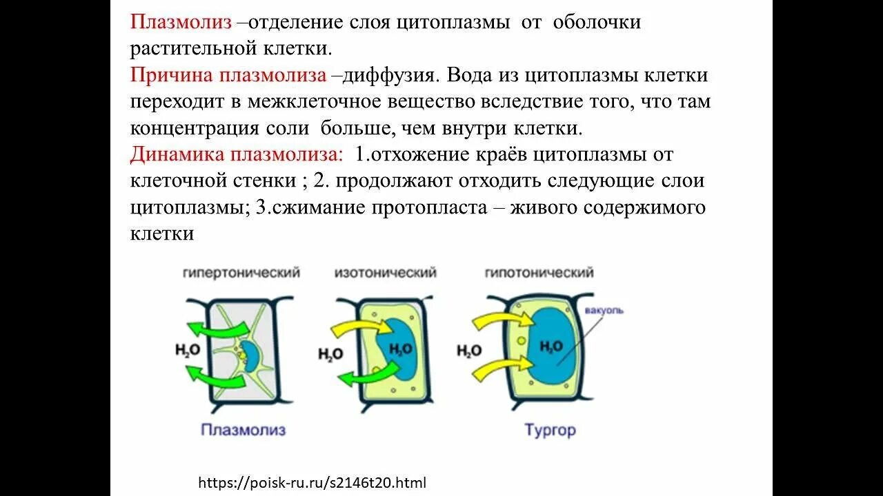 Плазмолиз раствор. Деплазмолиз растительной клетки. Плазмолиз растительной клетки. Клетка в состоянии плазмолиза. Тургор и плазмолиз.