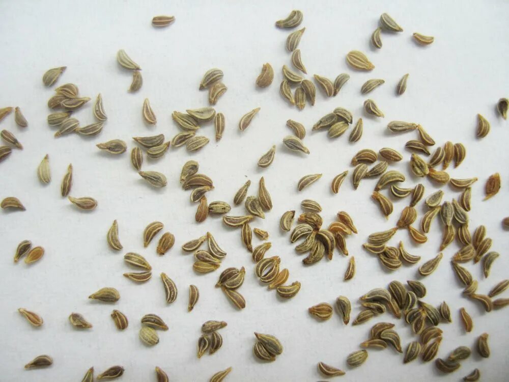 Замачивать ли семена петрушки. Семена петрушки. Семена сорных растений. Как выглядят семена петрушки. Созревшие семена петрушки.