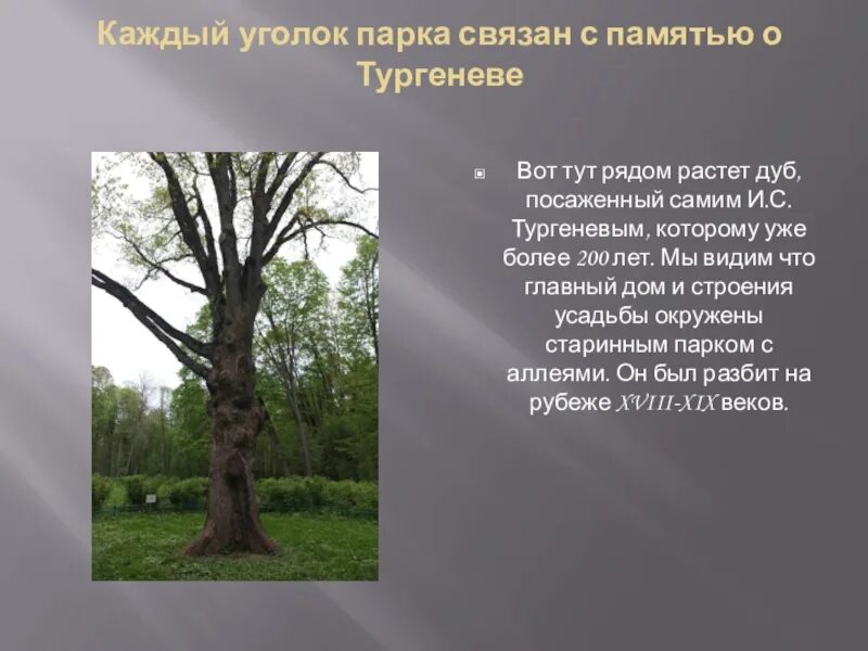 Цифра 4 недалеко от дома росло дерево. Дуб Тургенева в Спасское Лутовиново. Дуб в усадьбе Тургенева. Тургенев дуб. Дуб Тургенева Тургенева.