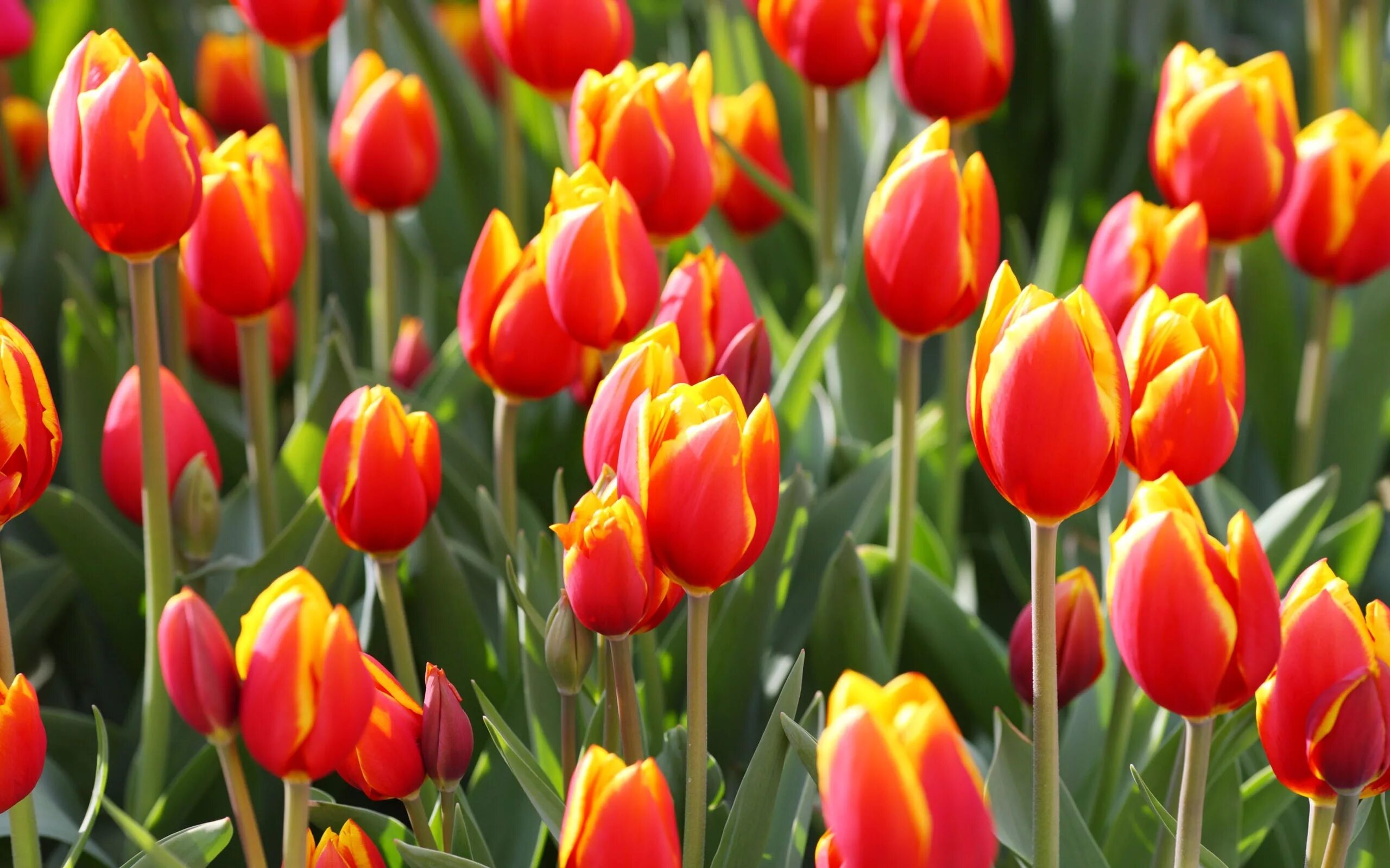 Сайт tulip