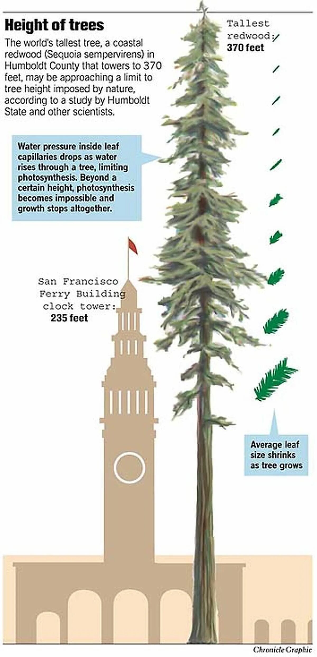 These are tall trees