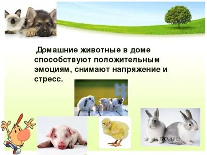 Презентация домашние животные
