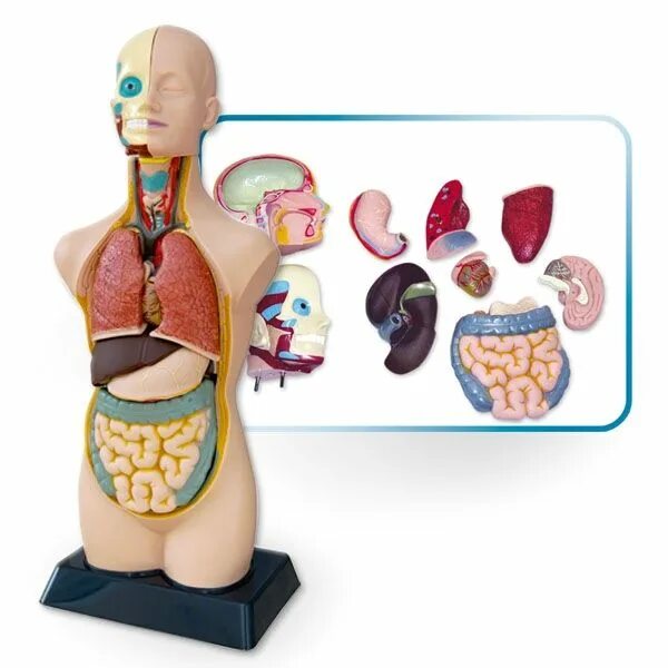 Модель органов человека. Анатомический макет человека для детей. Игрушка внутренние органы человека. Макет человека анатомия для детей. Анатомия человека игрушка.