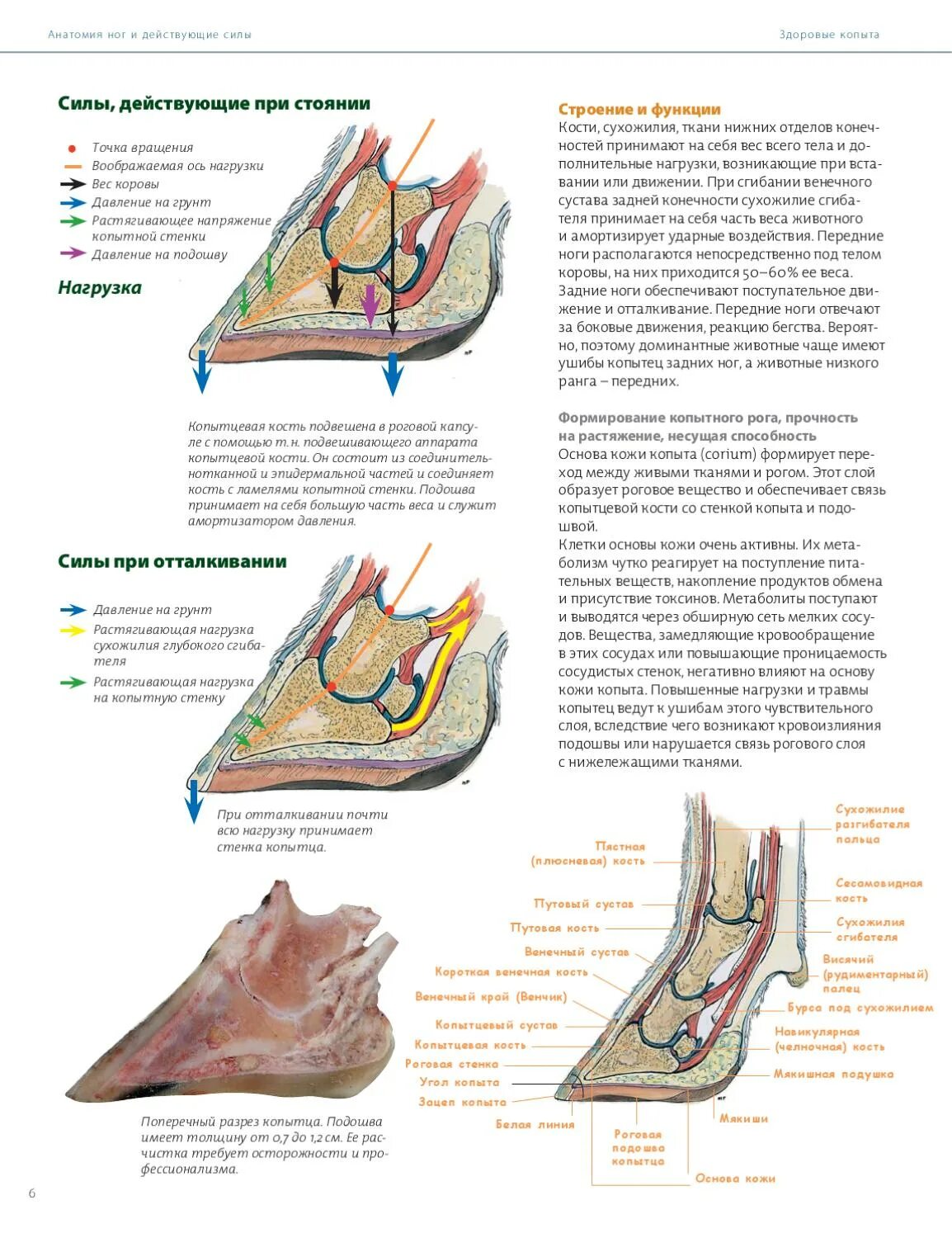 Строение копыта лошади анатомия. Строение копыта анатомия животных. Гистологическое строение копыта. Строение копыта и копытца. Копытный рог