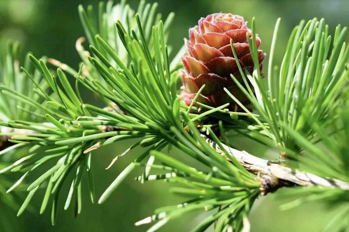 Хвойный запах. О влиянии запаха хвои на организм. Пахнет хвоей. Пахнет хвоей. Молодые еловые иголки.