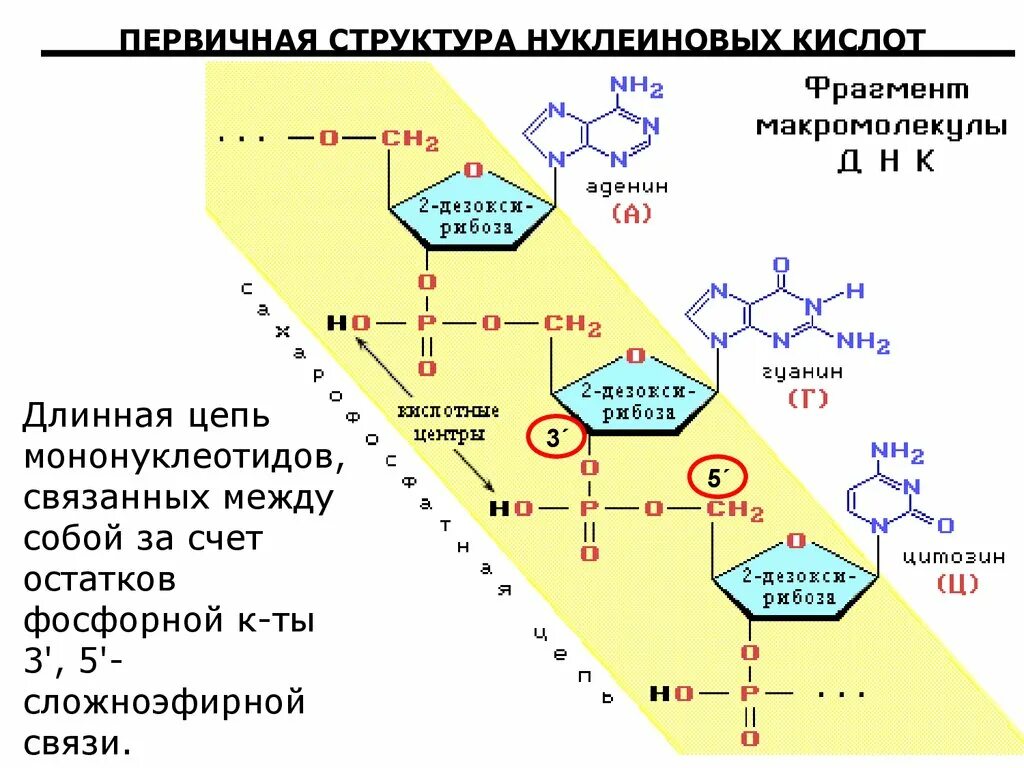Первичная структура нуклеиновых кислот. Первичная структура нуклеиновых кислот первичная. Фосфор в нуклеиновых кислотах. Первичная структура нуклеиновых кислот кратко.