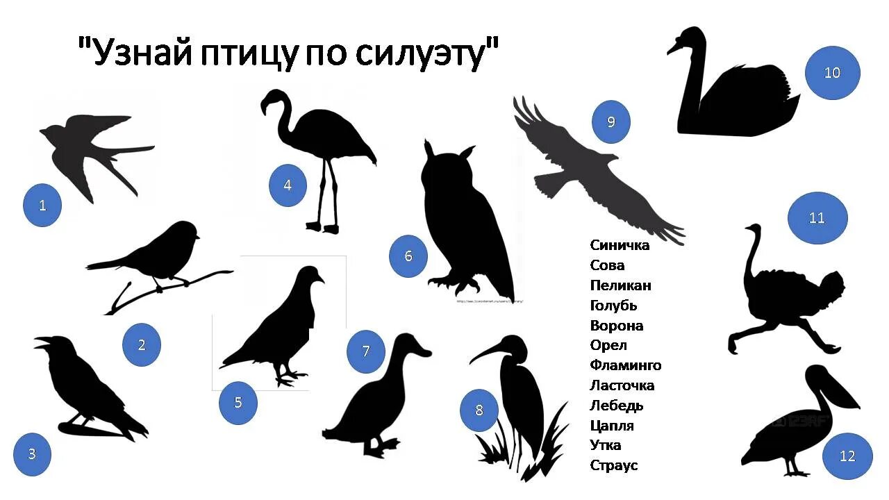 Узнай птицу по силуэту. Угадай птицу по силуэту. Птицы задания для детей. Задания по силуэтам птиц.