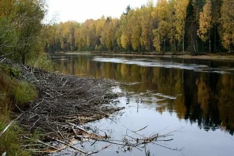 Река нива