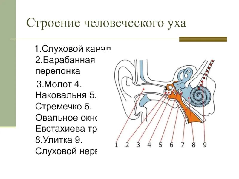 Строение уха последовательность. Устройство ухо человека схема. Строение уха человека схема с описанием и функции. Структура уха человека схема.