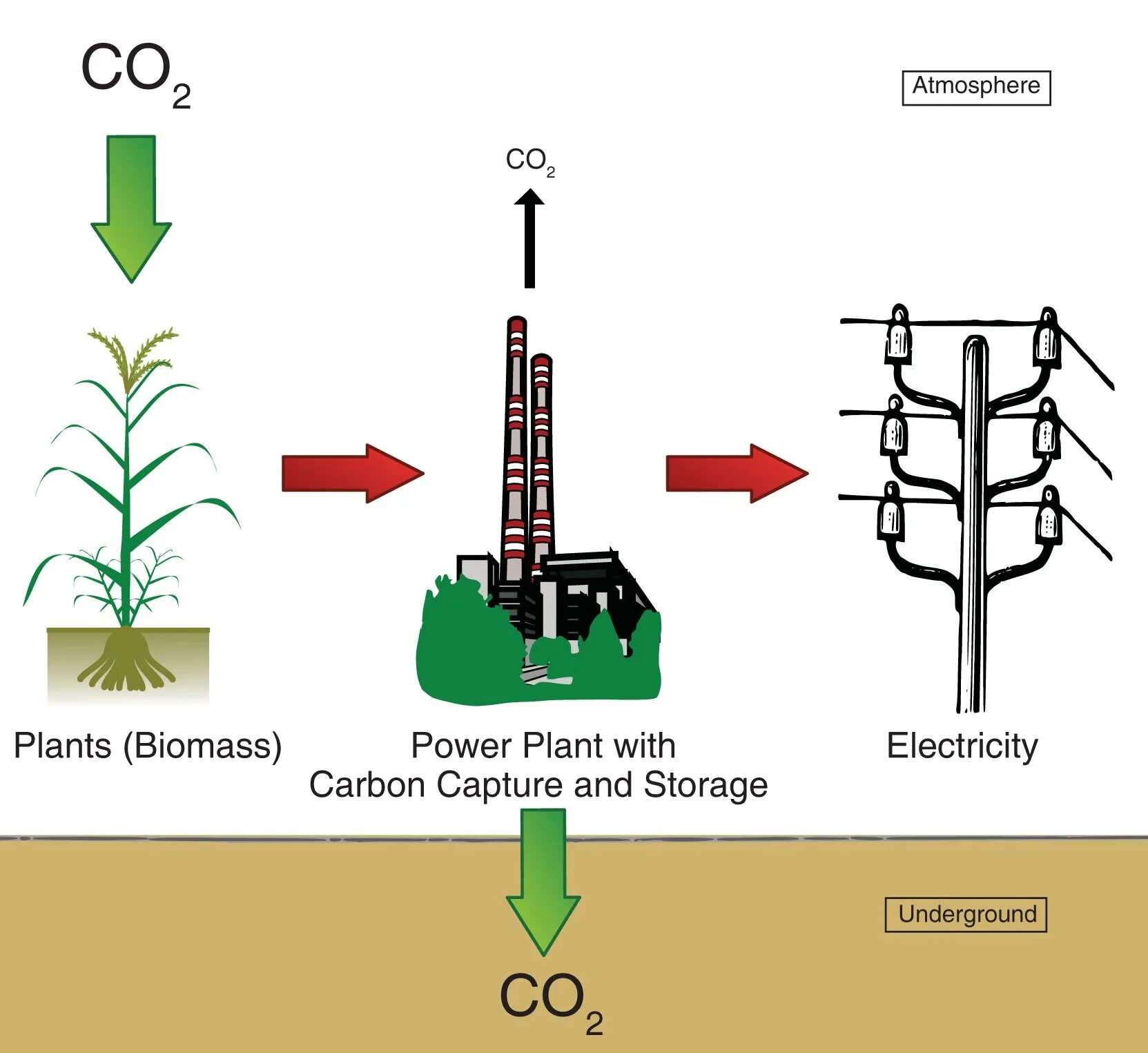 Biomass Power Plant. Модель biomass. Программа biomass. Biomass from Plants.