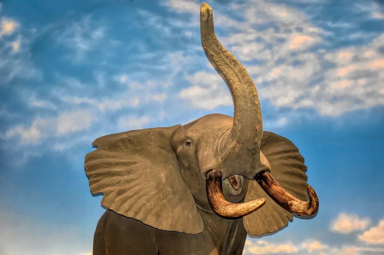 Слон трубит в хобот. Изображение слона. Слон с поднятым хоботом. Слон хобот вверх. Слон хобот символ
