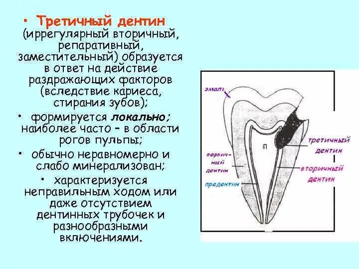 Дентин зуба образуется из. Дентин зуба образуется из