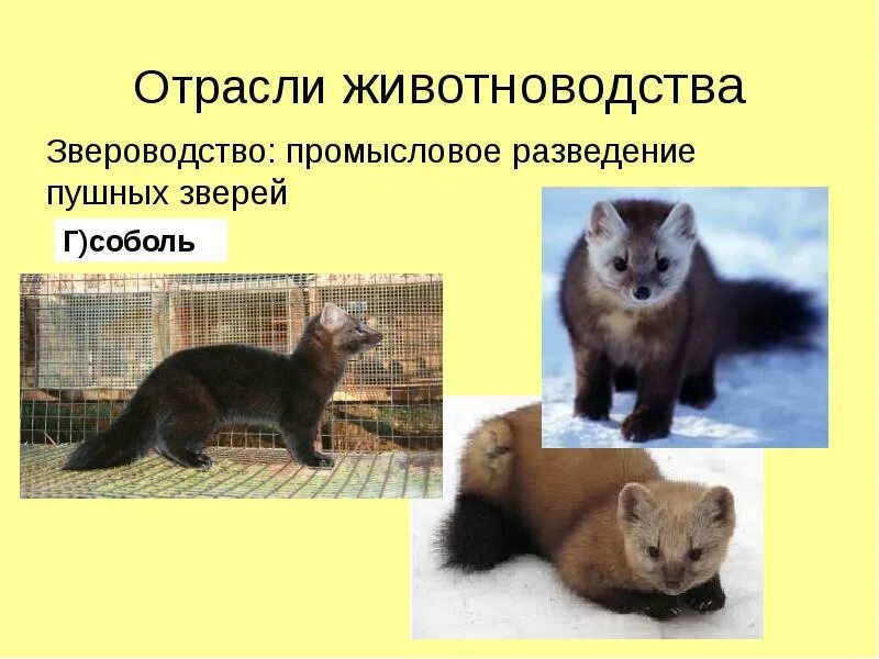 Домашние млекопитающие 7 класс конспект