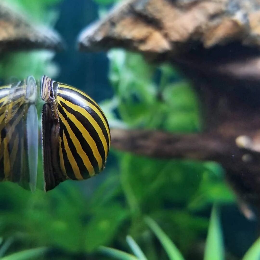 Улитка аквариумная Неретина Зебра. Neritina natalensis. Vittina waigiensis. Неретина голубая.