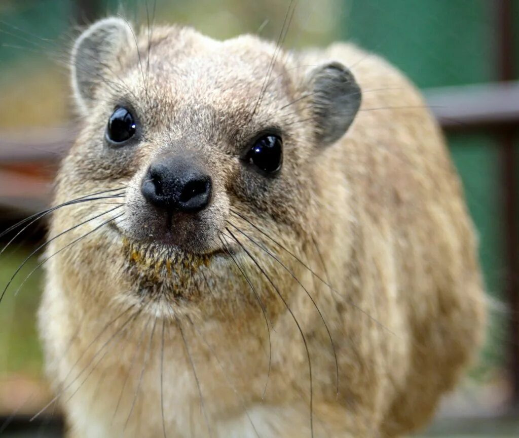 Даман брюса. Даманы в израиле. Даман жиряк. Даман родственник слона. Горный даман.